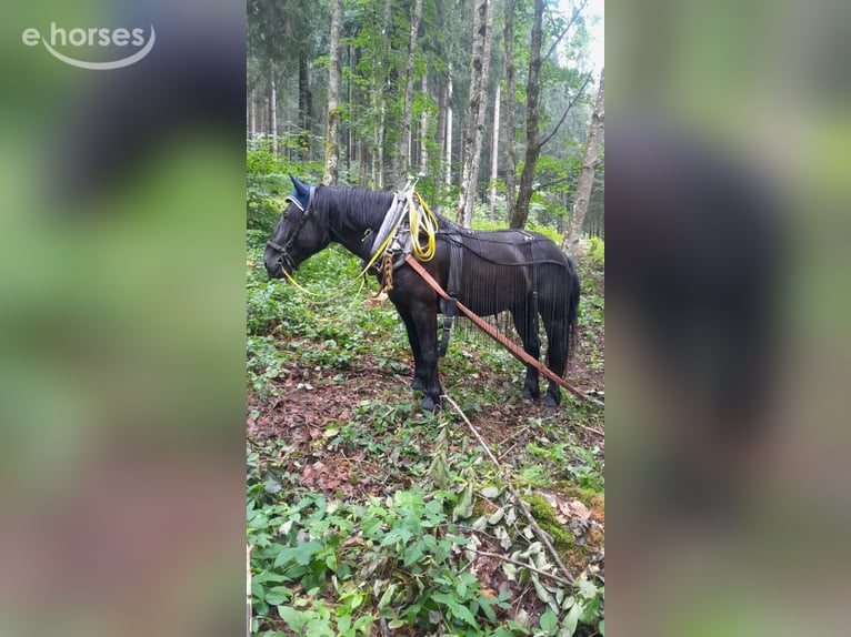 Noriker Jument 8 Ans 160 cm Noir in KLAFFER