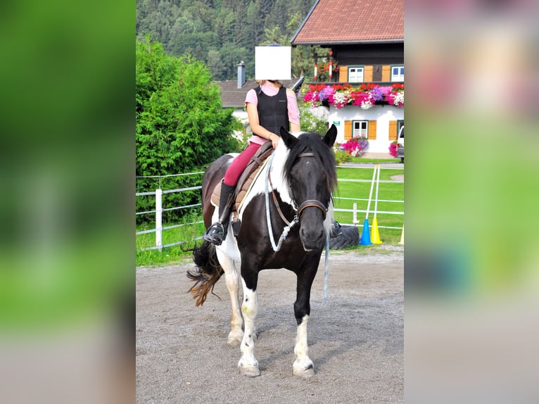 Noriker Jument 8 Ans 160 cm Pinto in Saalfelden