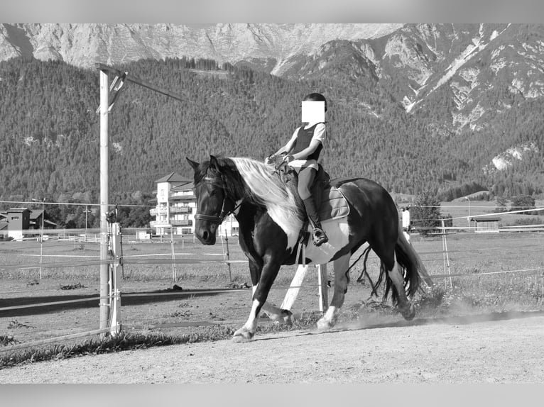 Noriker Jument 8 Ans 160 cm Pinto in Saalfelden