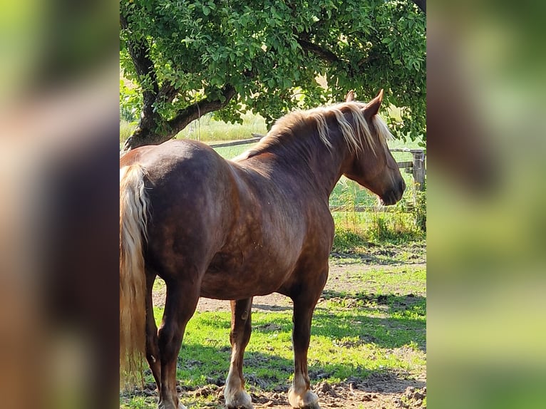 Noriker Jument 8 Ans 163 cm Bai brun in Forheim