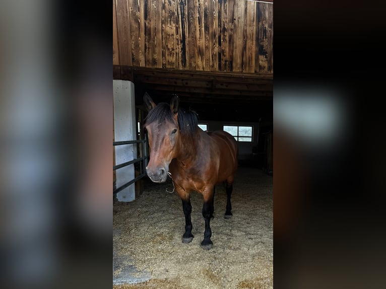 Noriker Jument 8 Ans 164 cm Bai in Mitterhofen