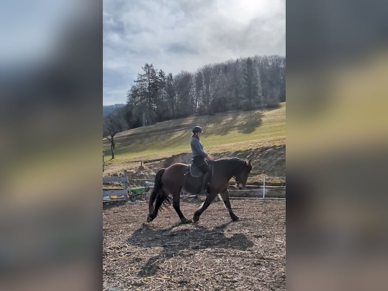 Noriker Jument 8 Ans 164 cm Bai in Texing