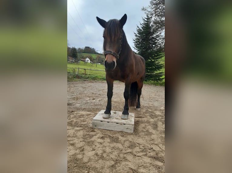 Noriker Jument 8 Ans  in Klettgau