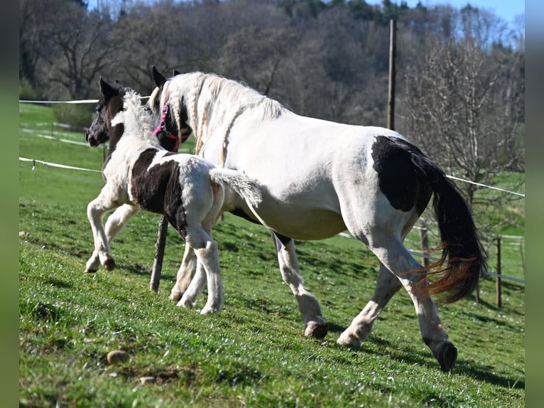 Noriker Jument 8 Ans in Klettgau