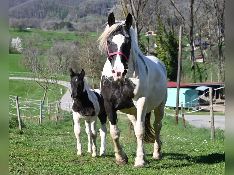Noriker Jument 8 Ans in Klettgau