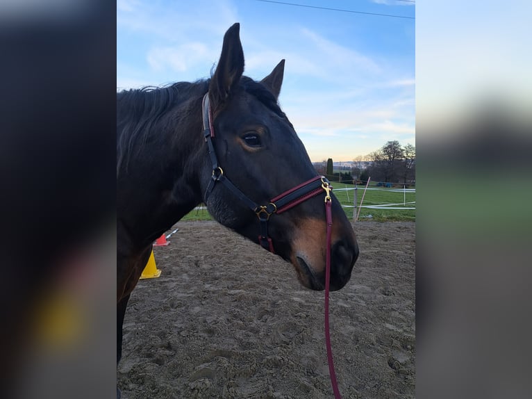 Noriker Jument 9 Ans 155 cm Bai brun in Buchenberg