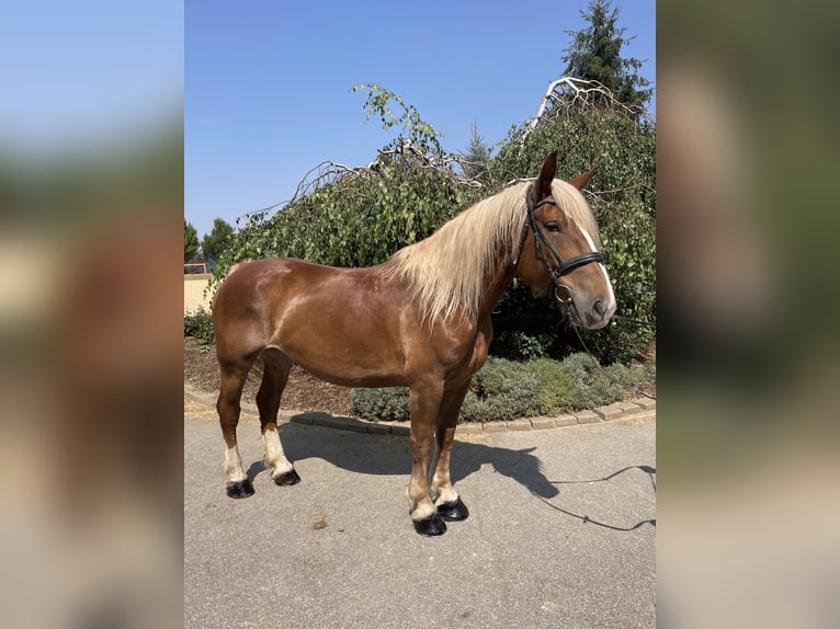 Noriker Jument 9 Ans 158 cm Alezan brûlé in Iggingen