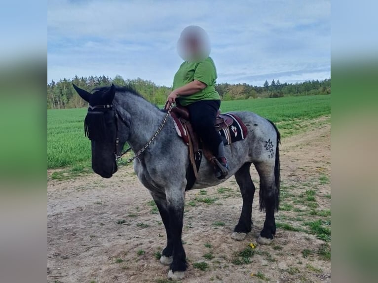 Noriker Jument 9 Ans 158 cm Rouan bleu in Kirchroth