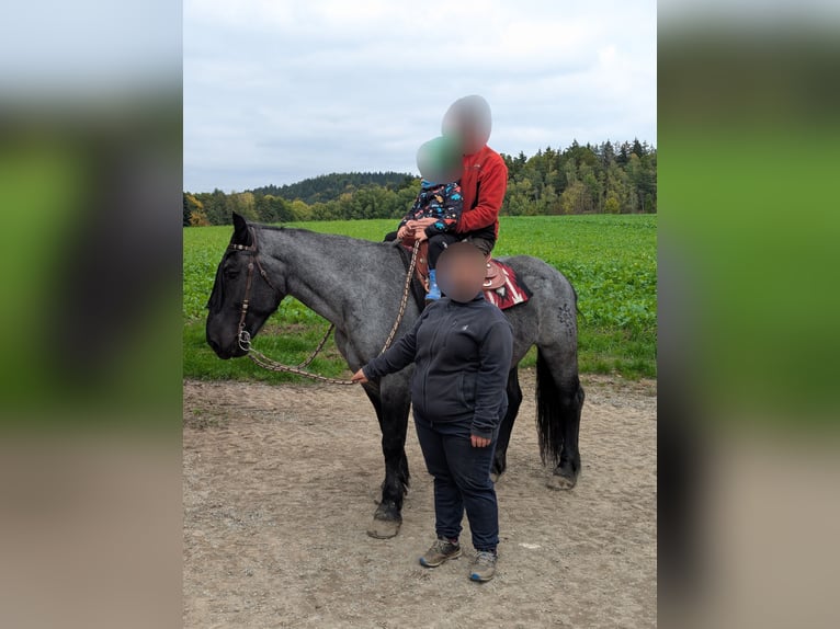 Noriker Jument 9 Ans 158 cm Rouan bleu in Kirchroth