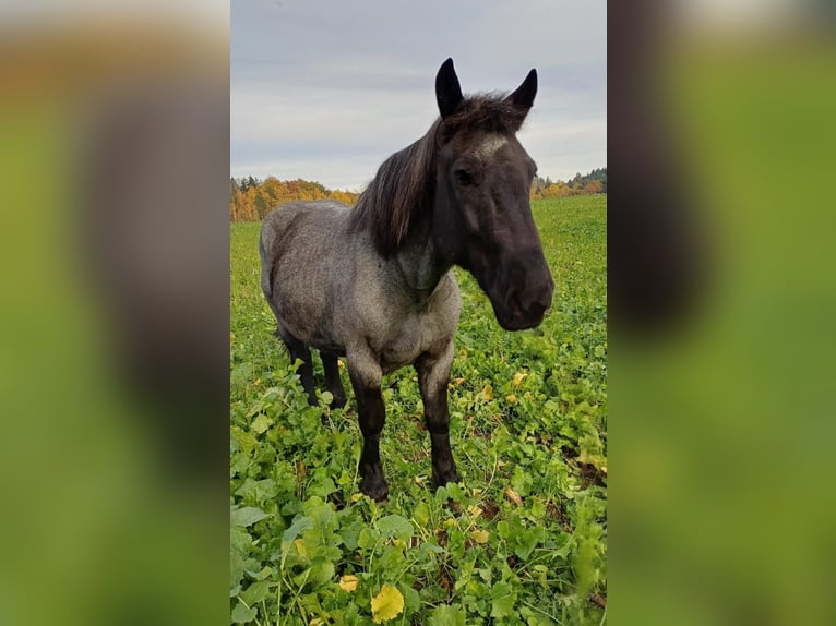Noriker Jument 9 Ans 158 cm Rouan bleu in Kirchroth