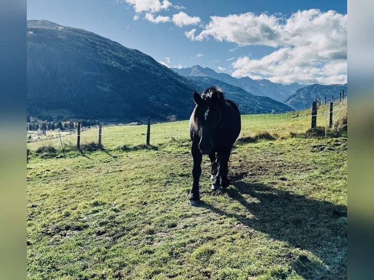 Noriker Jument 9 Ans 160 cm Noir in St.Margarethen im Lungau