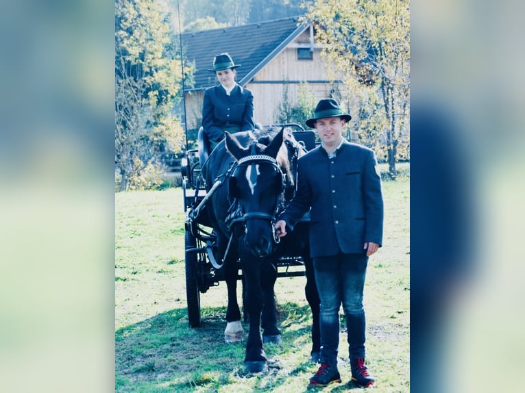 Noriker Jument 9 Ans 160 cm Noir in St.Margarethen im Lungau