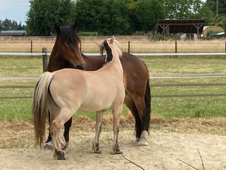 Noriker Jument 9 Ans 163 cm Bai in Viersen