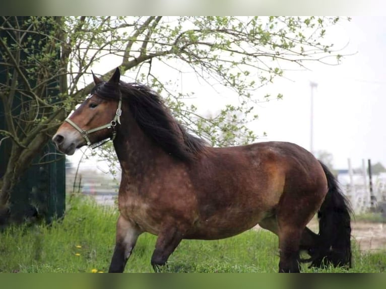 Noriker Jument 9 Ans 163 cm Bai in Viersen