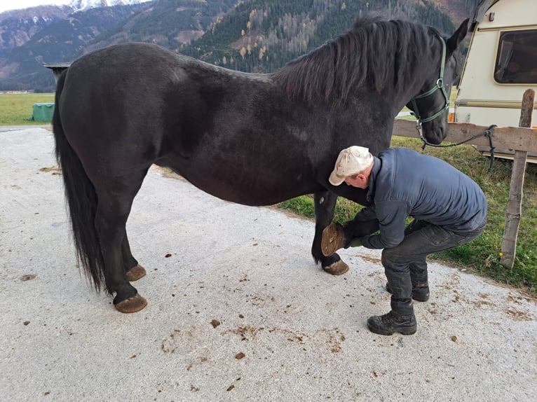 Noriker Jument 9 Ans in Obertilliach