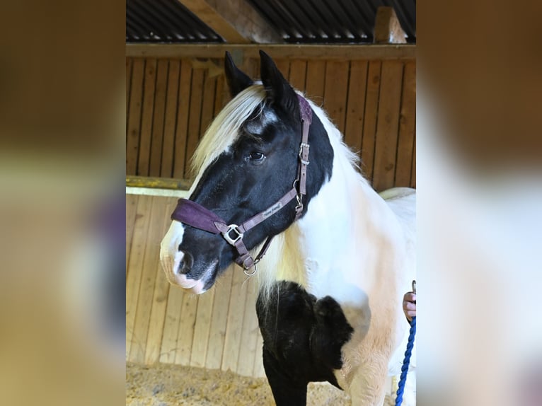 Noriker Jument 9 Ans in Klettgau