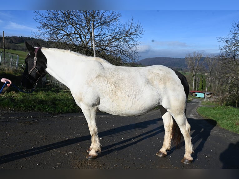 Noriker Jument 9 Ans in Klettgau
