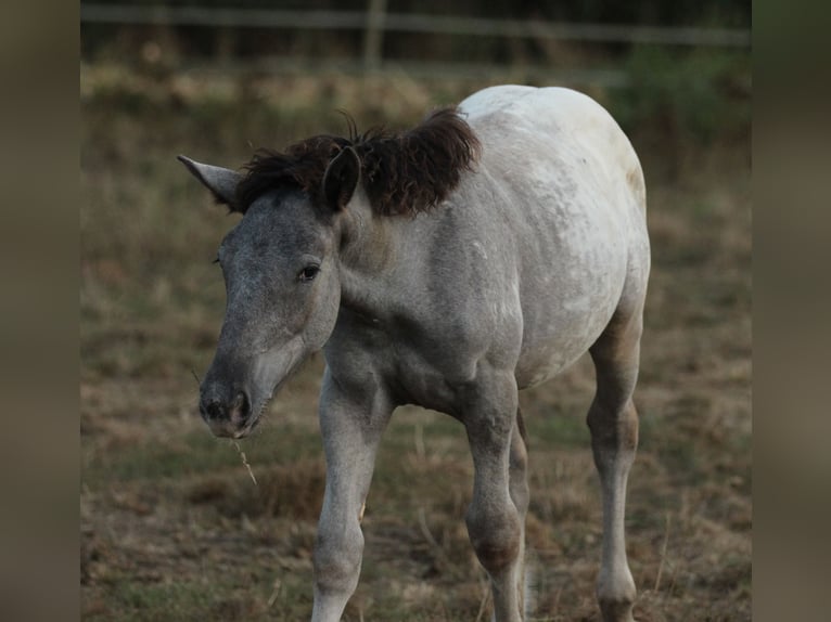 Noriker Jument Poulain (05/2024) 160 cm Léopard in Waldshut-Tiengen