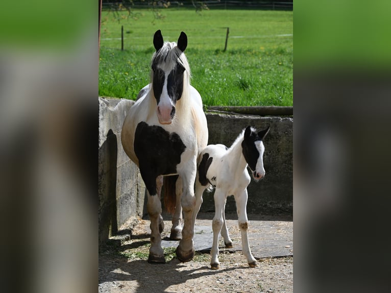 Noriker Jument Poulain (05/2026)  in Klettgau