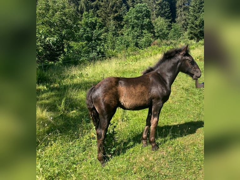 Noriker Jument Poulain (03/2026) Noir in Dornbirn