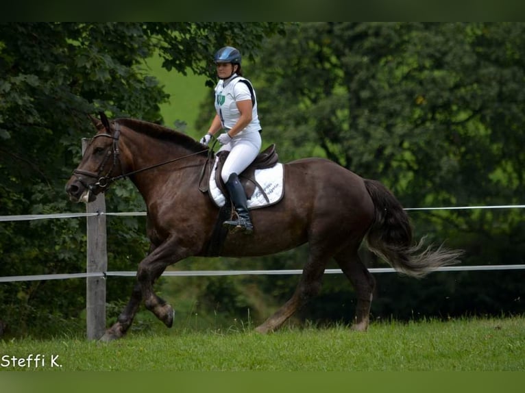 Noriker Jument  Noir in Kelchsau