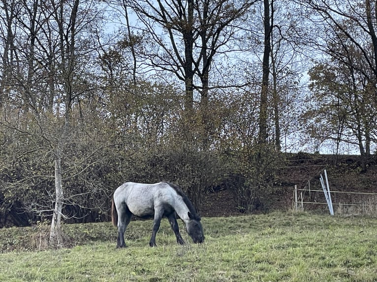 Noriker Jument Poulain (02/2024) Rouan bleu in Feistritz an der Gail