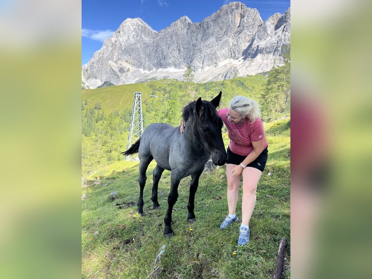 Noriker Jument Poulain (06/2024) Rouan bleu in RAMSAU AM Dachstein