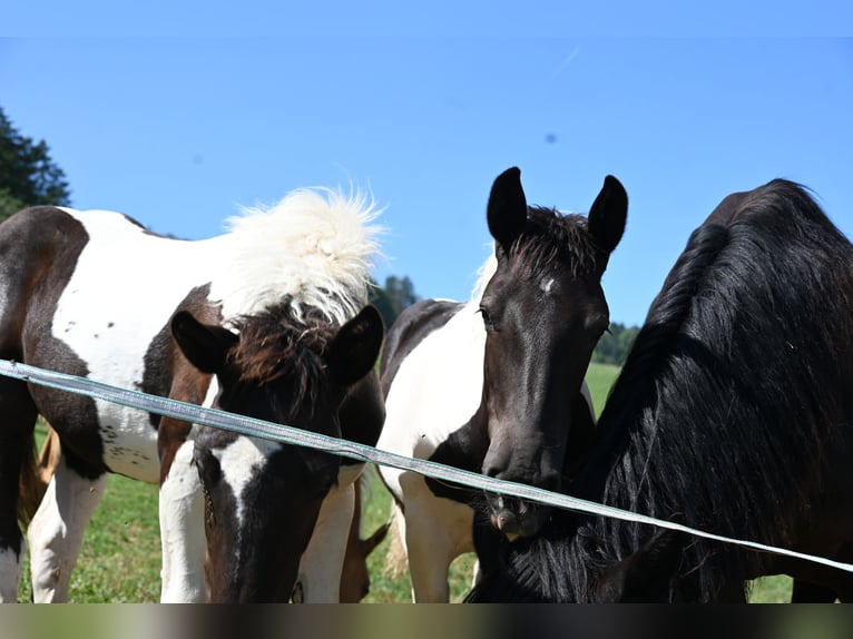 Noriker Jument Poulain (01/2025) Tobiano-toutes couleurs in Klettgau