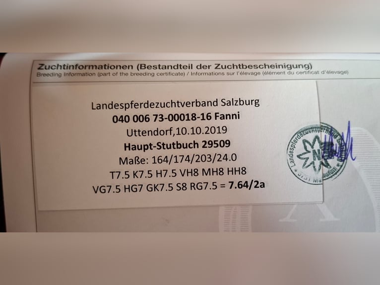 Noriker Klacz 10 lat 175 cm Gniada in Eggolsheim