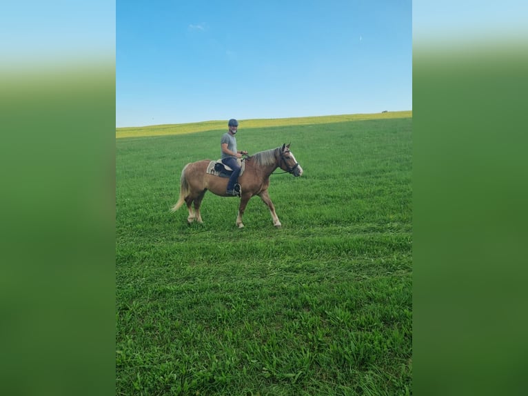 Noriker Klacz 11 lat 155 cm Gniada in Wullowitz