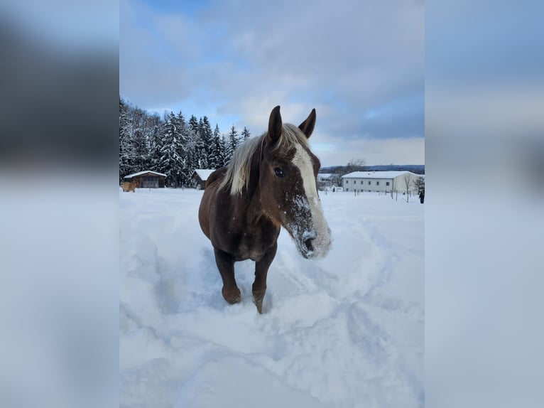 Noriker Klacz 11 lat 155 cm Gniada in Wullowitz