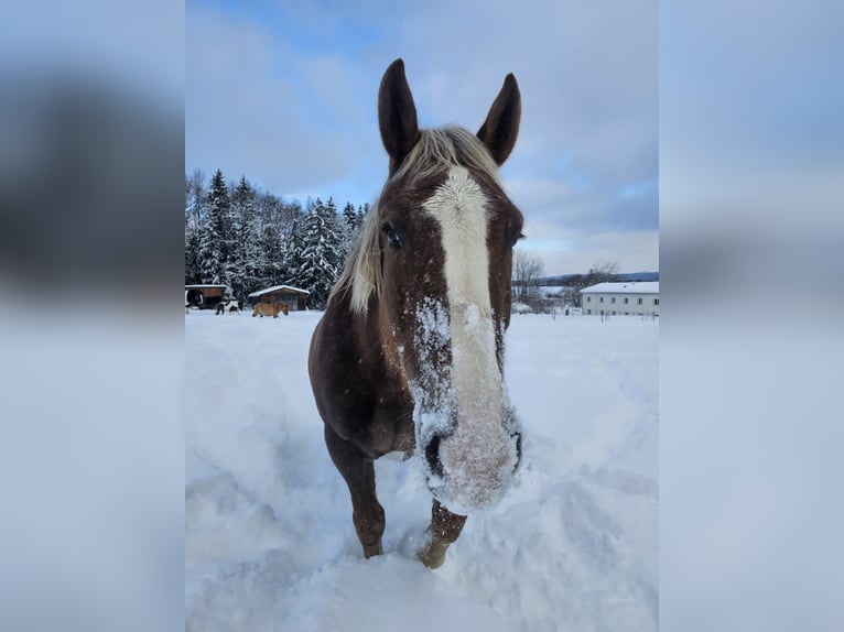 Noriker Klacz 11 lat 155 cm Gniada in Wullowitz
