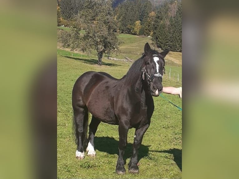 Noriker Klacz 11 lat 159 cm Kara in Wasen im Emmental