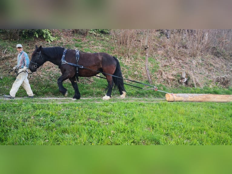 Noriker Klacz 11 lat 159 cm Kara in Wasen im Emmental