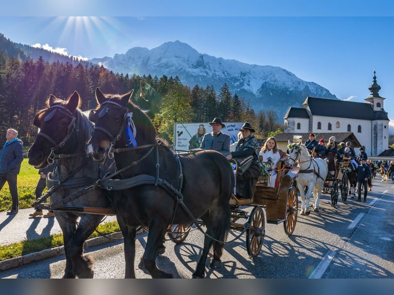 Noriker Klacz 11 lat 162 cm Skarogniada in Roßleithen