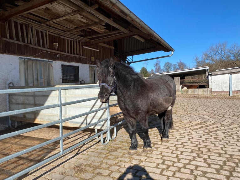 Noriker Mix Klacz 14 lat 153 cm Karosiwa in Tuningen