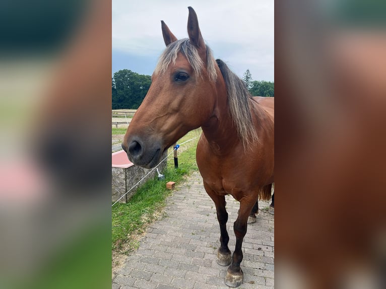 Noriker Mix Klacz 14 lat 160 cm Kasztanowata in Oberhaid