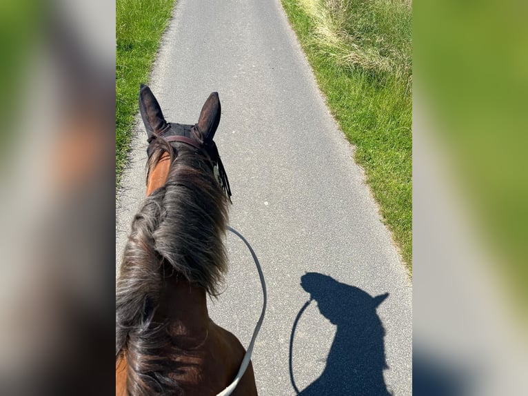 Noriker Mix Klacz 14 lat 160 cm Kasztanowata in Oberhaid