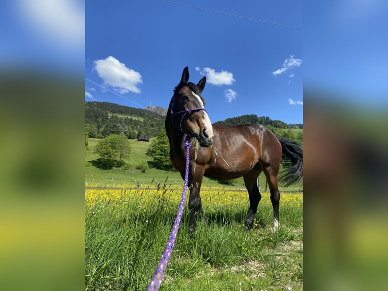 Noriker Mix Klacz 15 lat 152 cm Gniada in Kitzbühel
