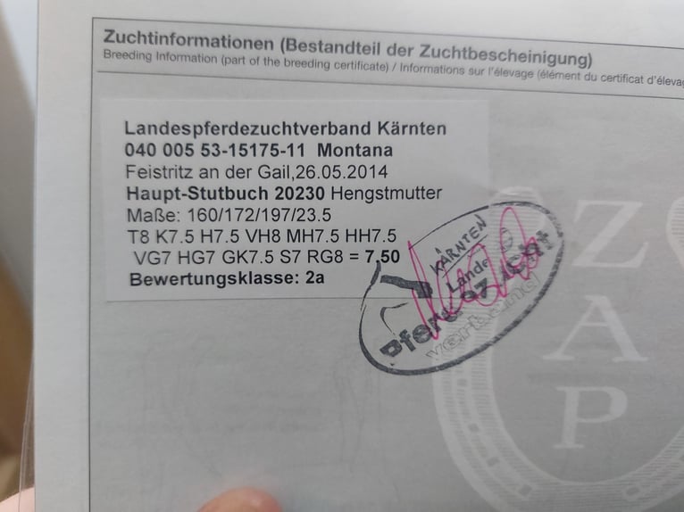 Noriker Klacz 15 lat 163 cm Kara in Kirchbichl