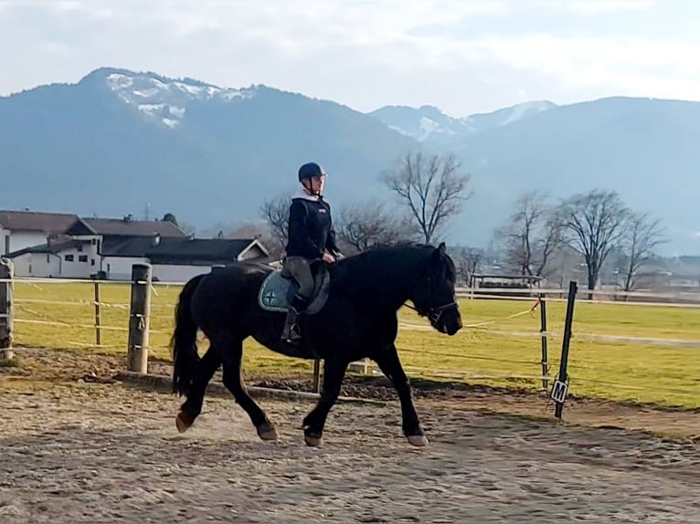 Noriker Klacz 15 lat 163 cm Kara in Kirchbichl