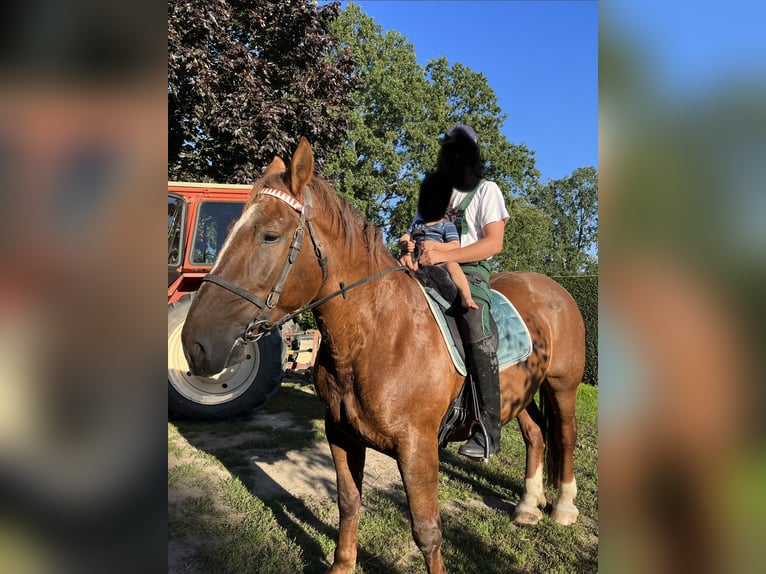 Noriker Klacz 18 lat 165 cm Kasztanowata in Hoyerswerda