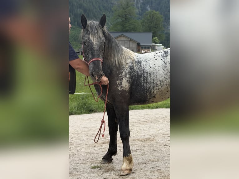 Noriker Klacz 2 lat 148 cm Tarantowata in Gosau