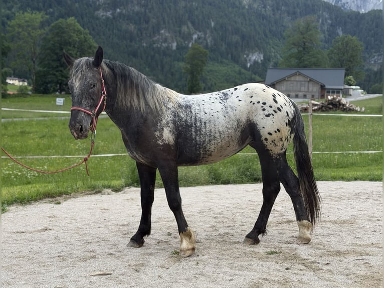 Noriker Klacz 2 lat 148 cm Tarantowata in Gosau