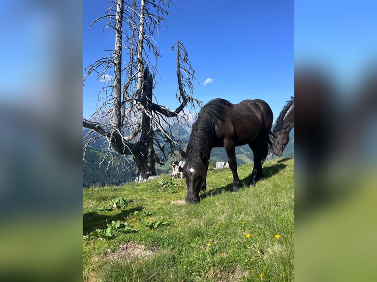 Noriker Klacz 2 lat Kara in Dienten am Hochkönig