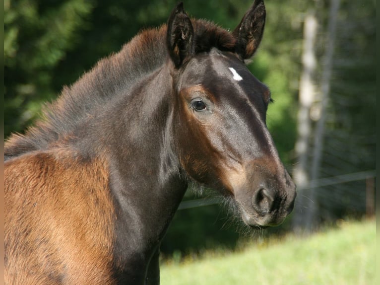 Noriker Klacz 2 lat Kara in Stiefenhofen