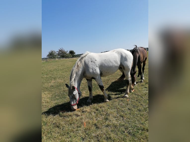 Noriker Klacz 2 lat Siwa in Schrozberg