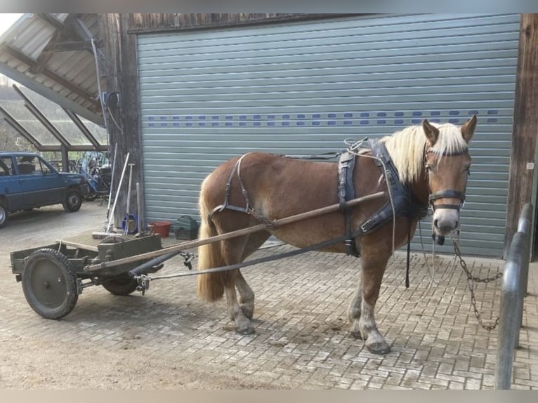 Noriker Klacz 3 lat 153 cm Kasztanowata in Zell im Wiesental