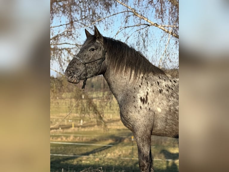 Noriker Klacz 3 lat 157 cm Tarantowata in Achstetten