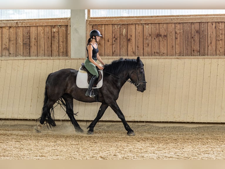 Noriker Klacz 3 lat 159 cm Kara in Kraiburg am Inn